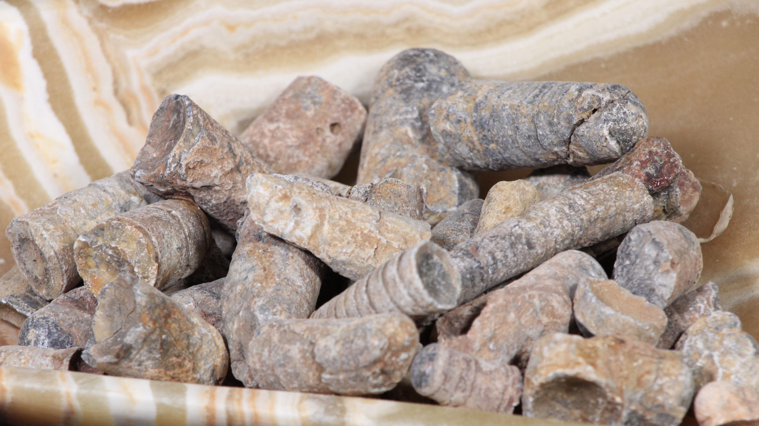 Fossilized Orthoceres