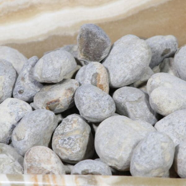 Fossilized Sea Urchins (1 LB)