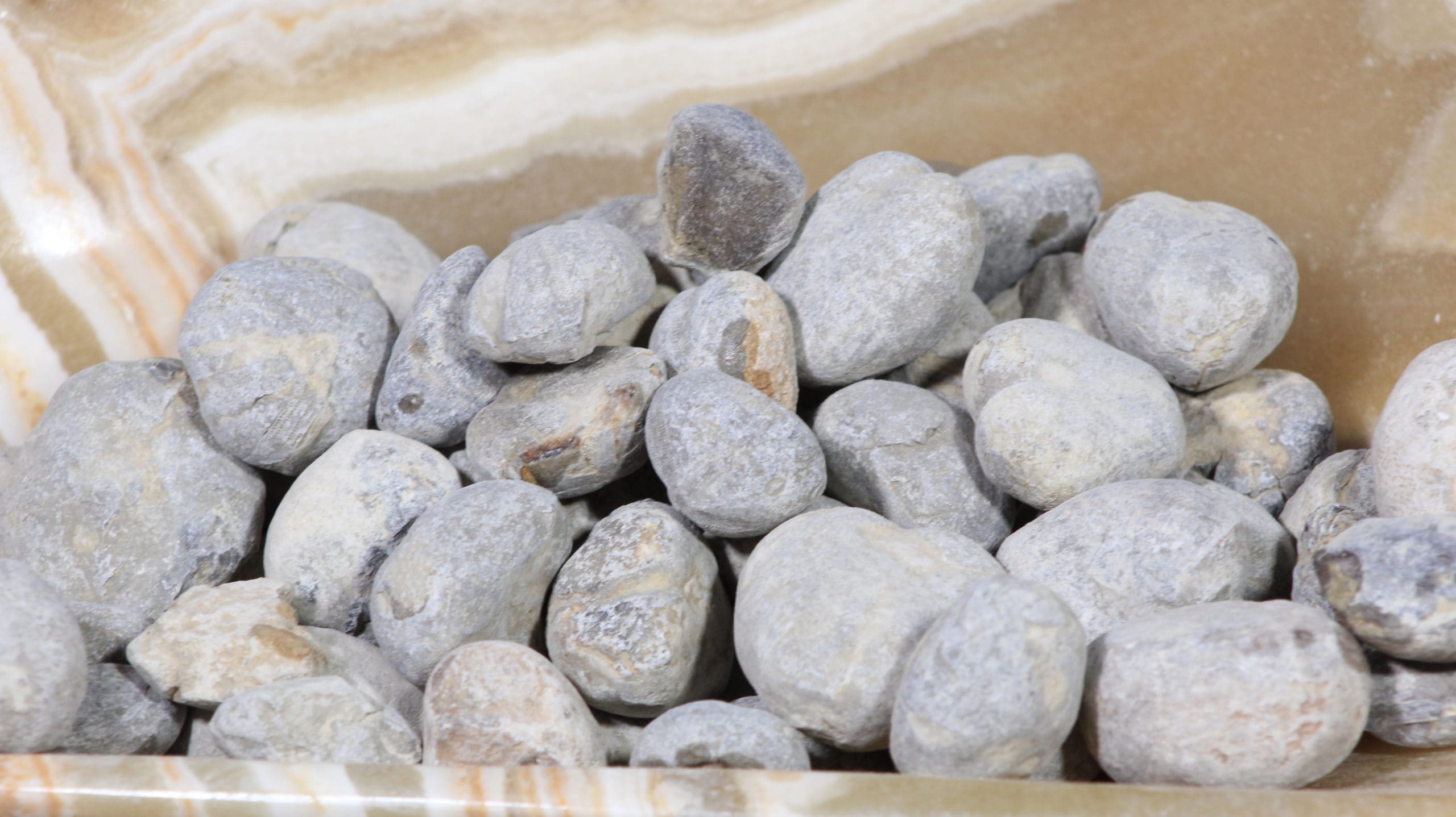 Fossilized Sea Urchins (1 LB)