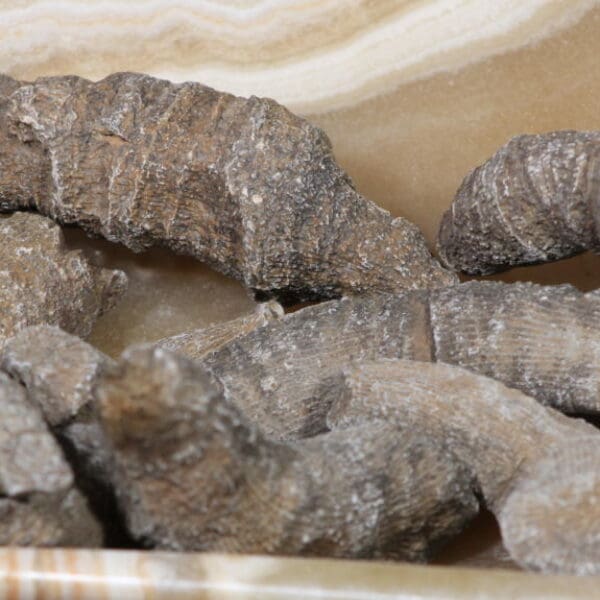 Fossilized Horn Coral