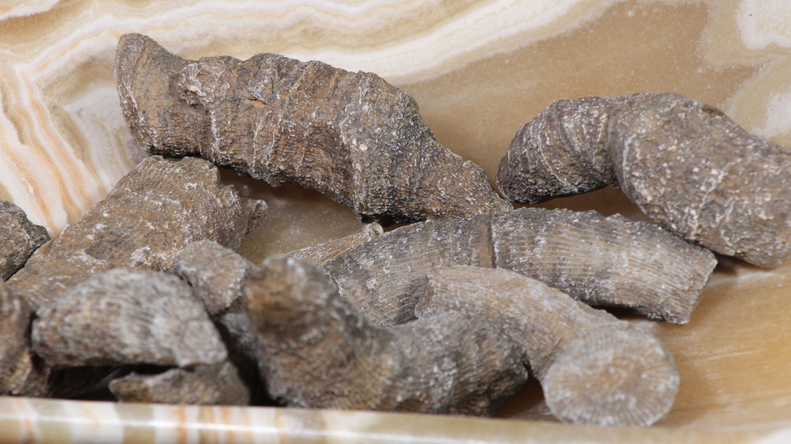 Fossilized Horn Coral