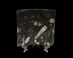 Black Orthoceras Dish with Raised Corners