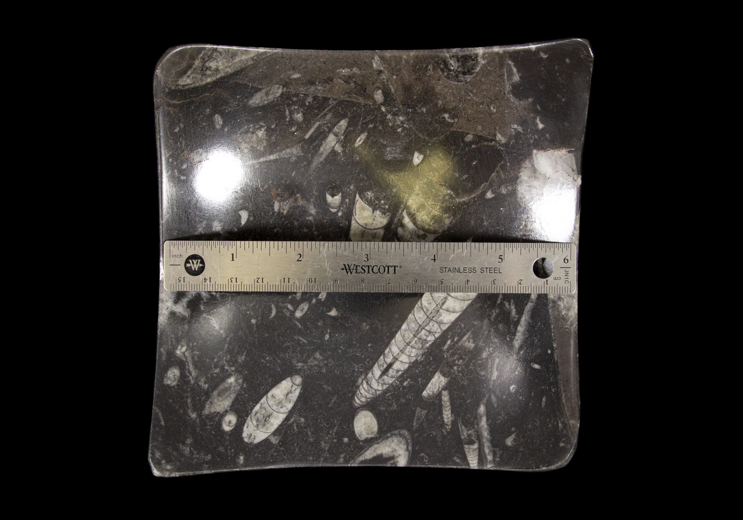 Black Orthoceras Dish with Raised Corners