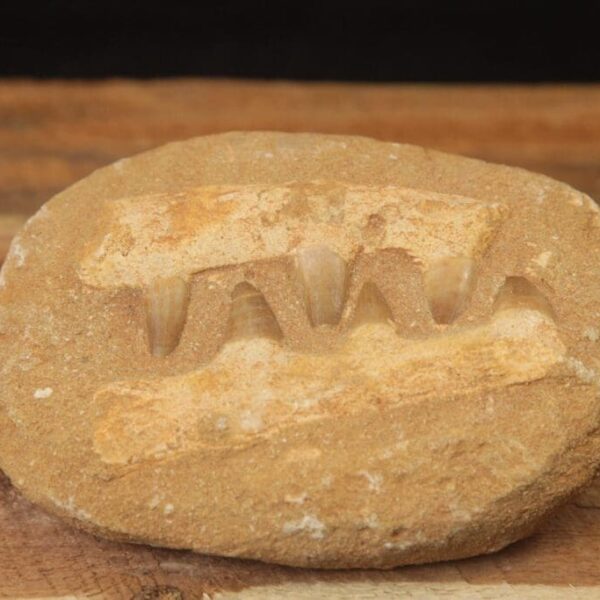 Faux Mosasaur Tooth and Jaw Fossil (s)