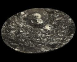 Ammonite dish