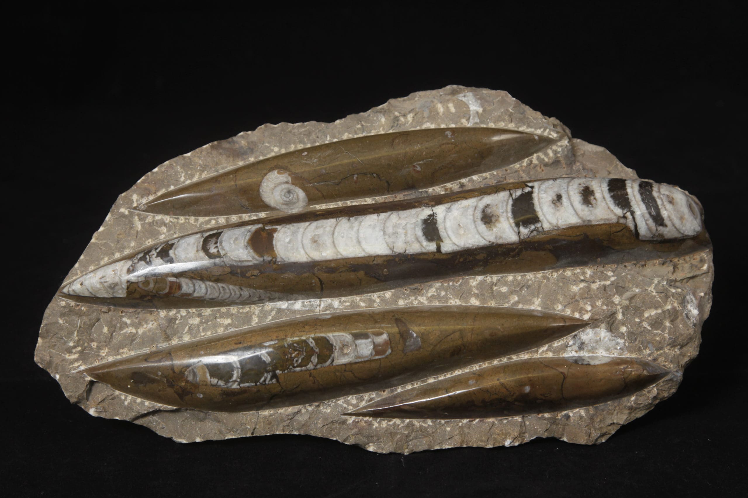 Brown Orthoceras Plaque 4 cuts