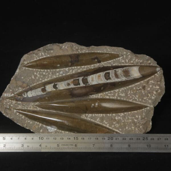 Brown Orthoceras Plaque 4 cuts