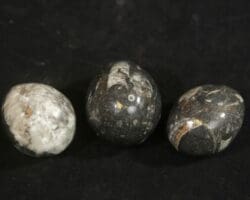 Orthoceras eggs 2.5"