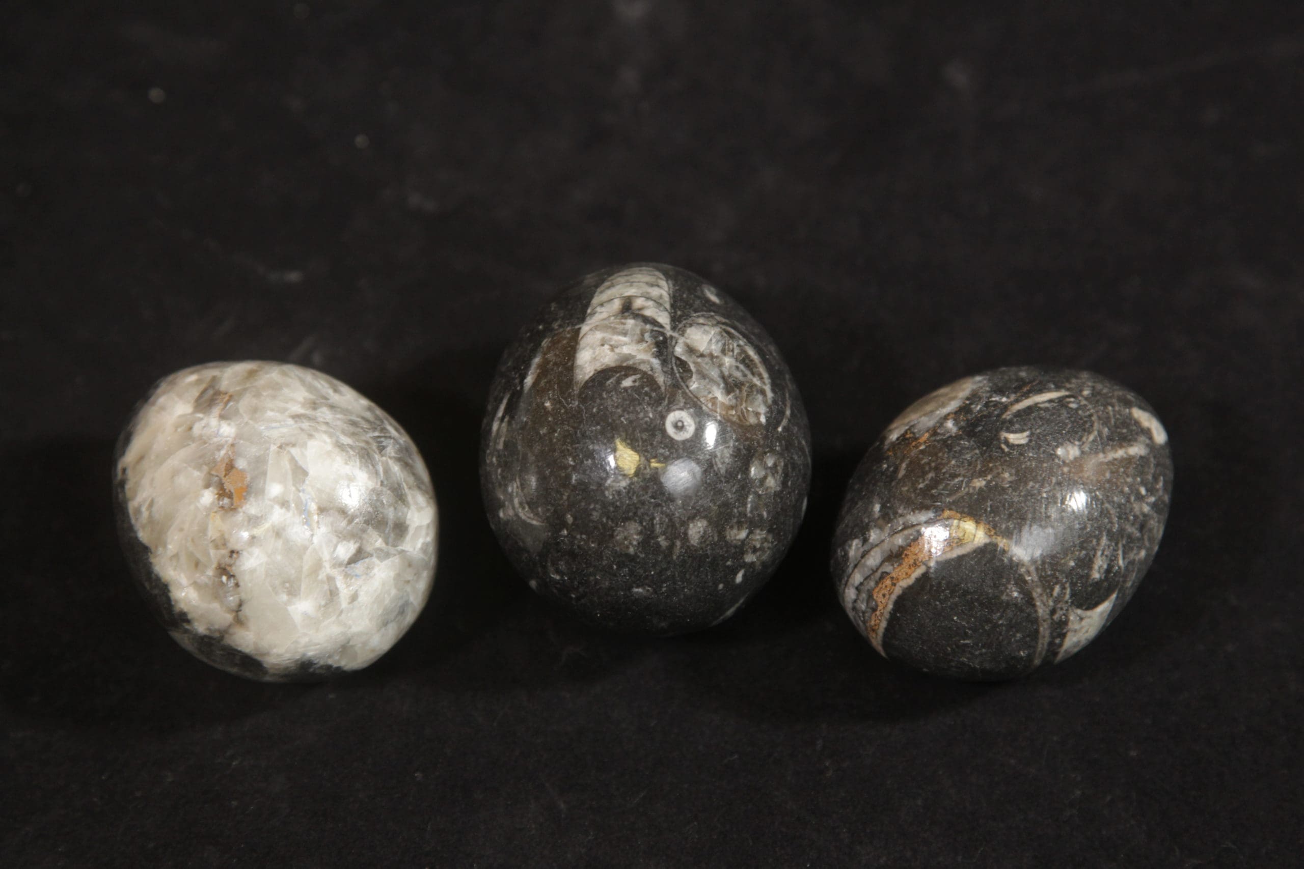 Orthoceras eggs 2.5"