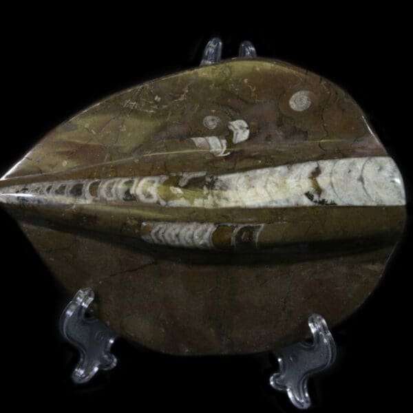 Brown Orthoceras Plaque - Single Cut