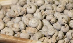 Gastropod Fossil, Sahara Gastropod, 1lb