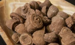 Stromalites Fossils 5 pack