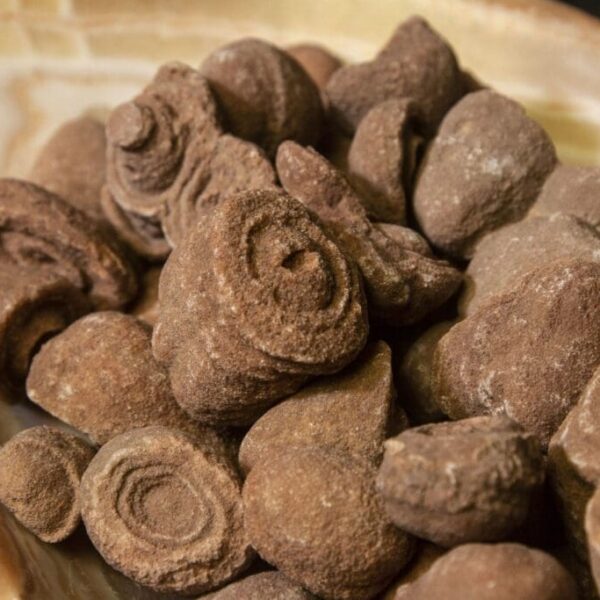 Stromalites Fossils 5 pack