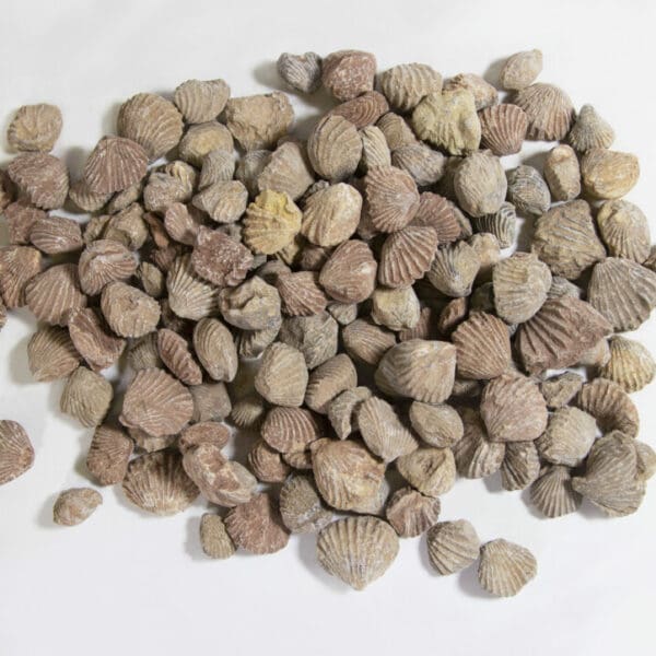 Fossilized Clams 1lb