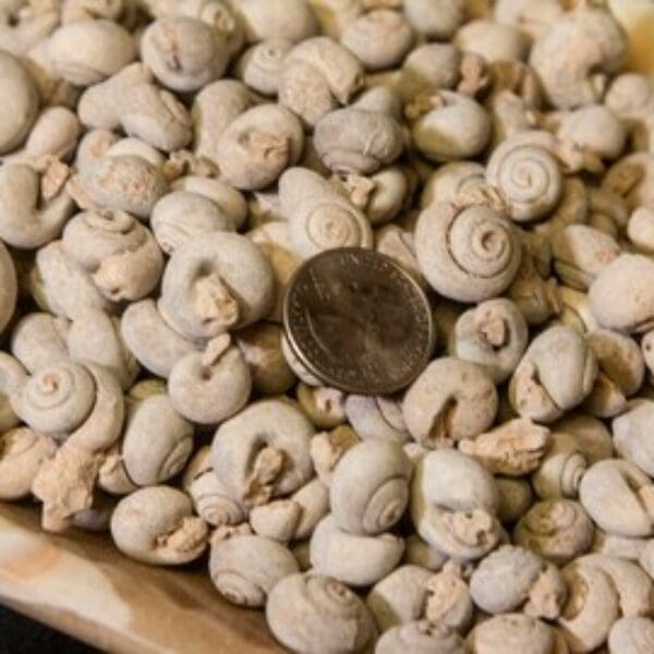 Gastropod Fossil, Sahara Gastropod, 1lb