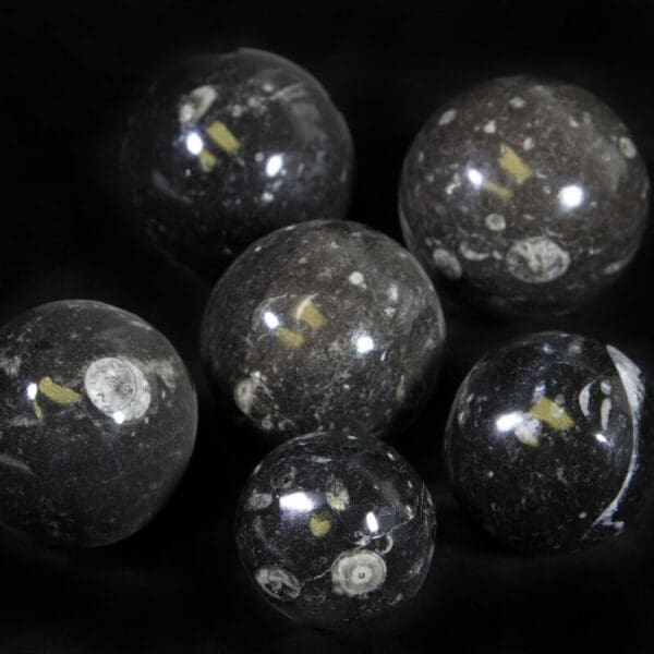 Orthoceras Spheres (Individual Piece)