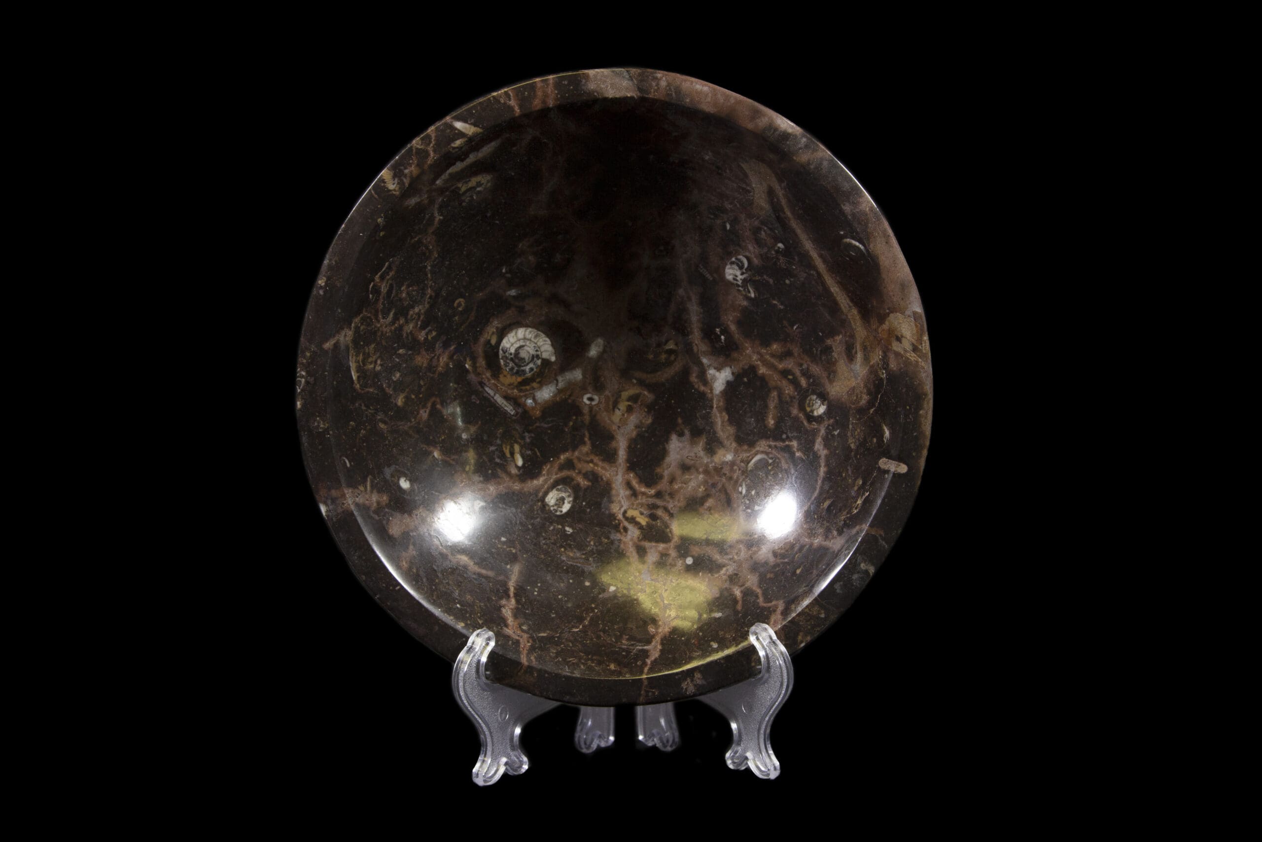 Brown Orthoceras 8" Bowl