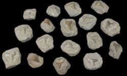 Shark Teeth in Matrix (Individual Piece)