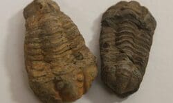 Trilobite Fossil