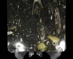 Small Black Orthoceras Dish with Raised Corners