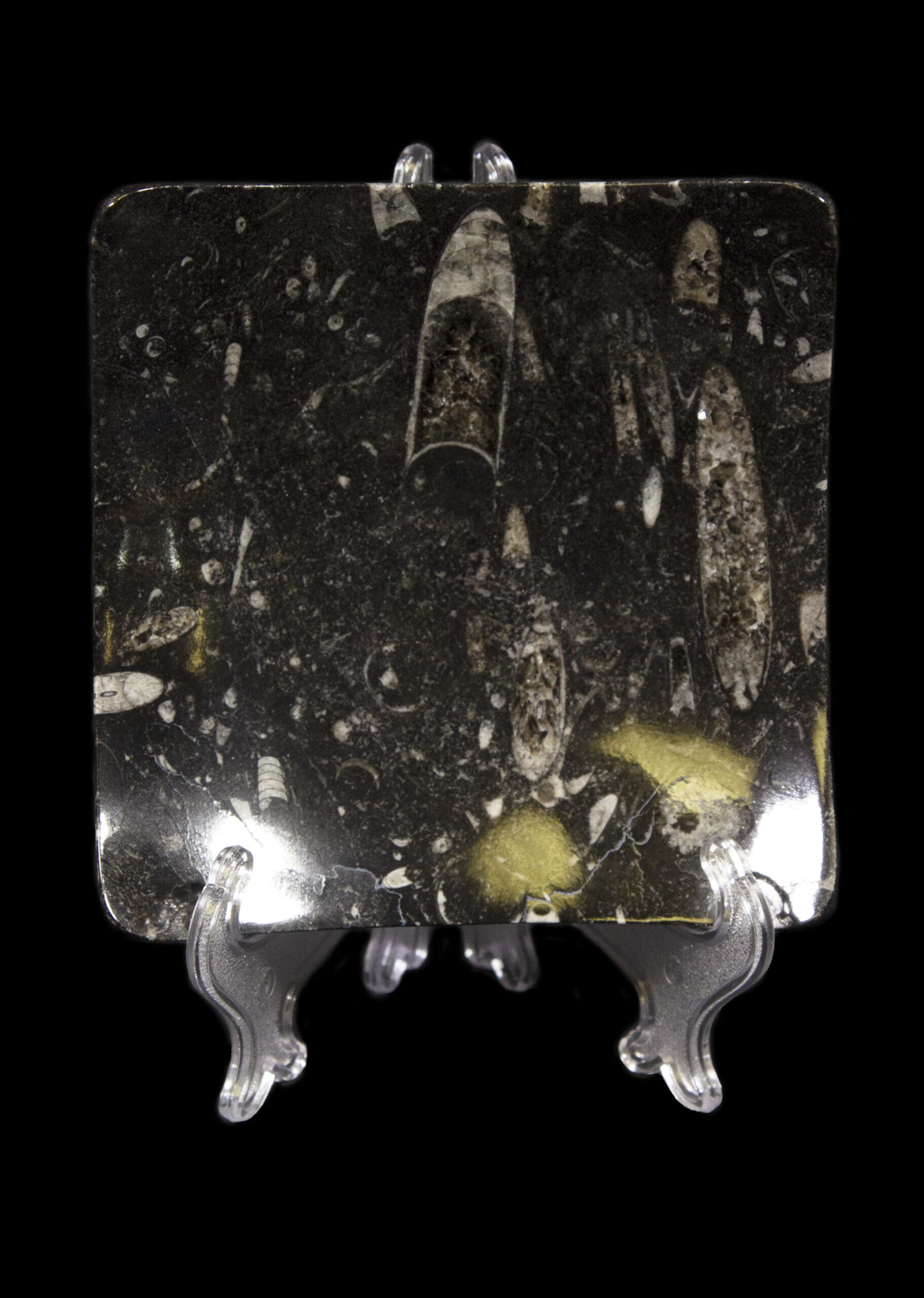 Small Black Orthoceras Dish with Raised Corners