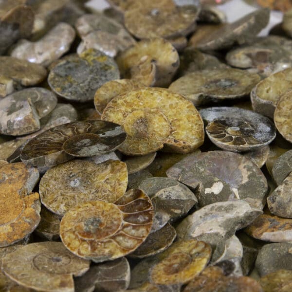 Cabochon Ammonite - Five Pack