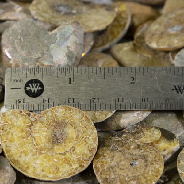 Cabochon Ammonite - Five Pack