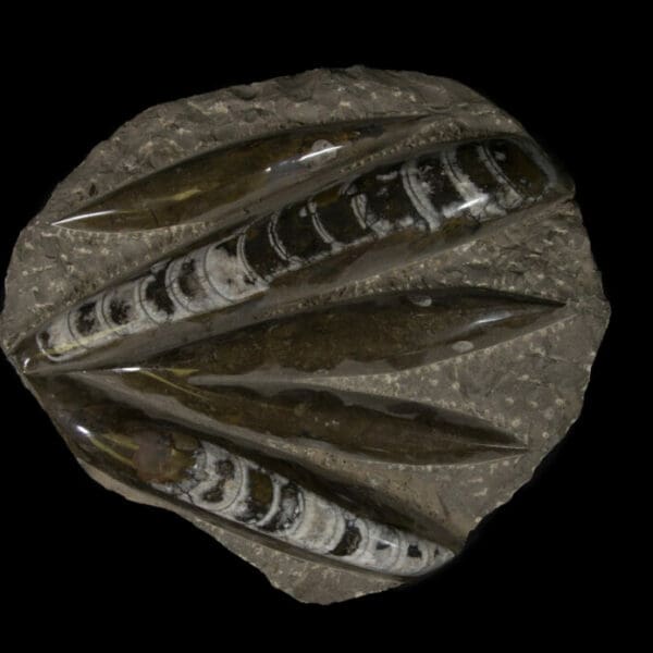 Brown Orhoceras Plaque - 5 Cut