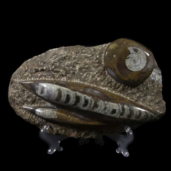 Brown Orthoceras and Ammonite Plaque