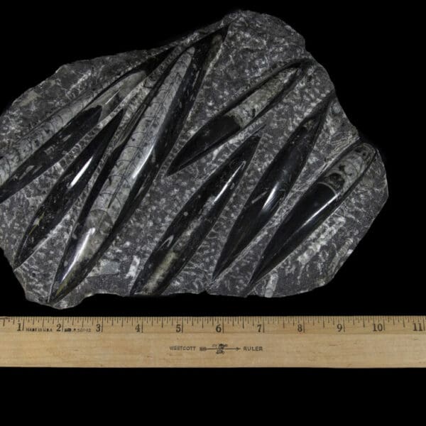 Black Orthoceras Plaque - 7 Cut