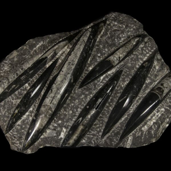 Black Orthoceras Plaque - 7 Cut