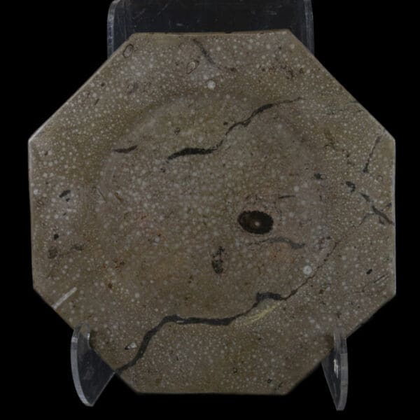 12" Octagonal Orthoceras Dinner Plate