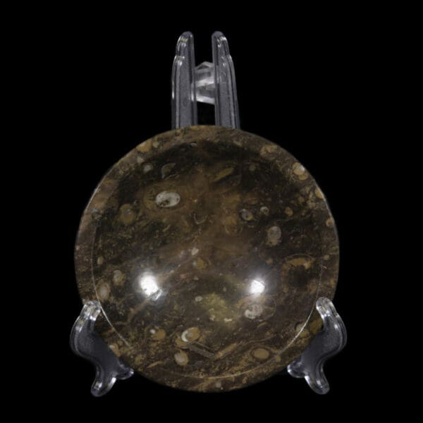 Ammonite and Orthoceras Bowl with Lip