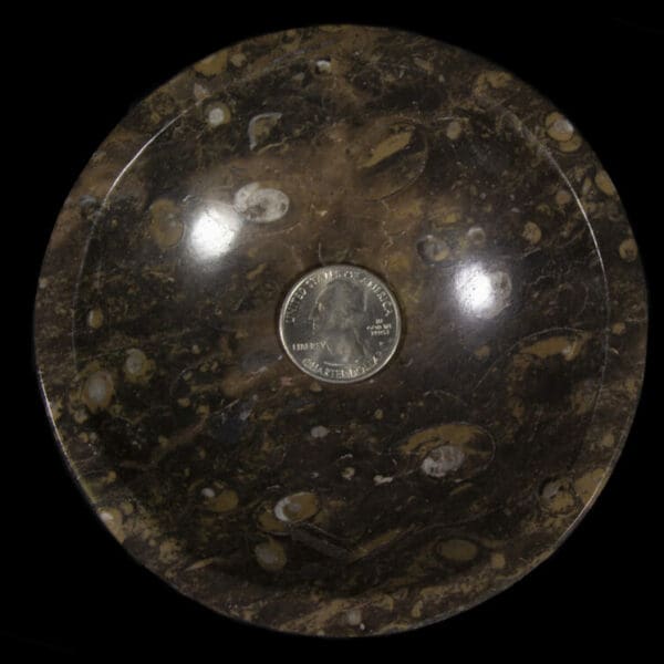 Ammonite and Orthoceras Bowl with Lip