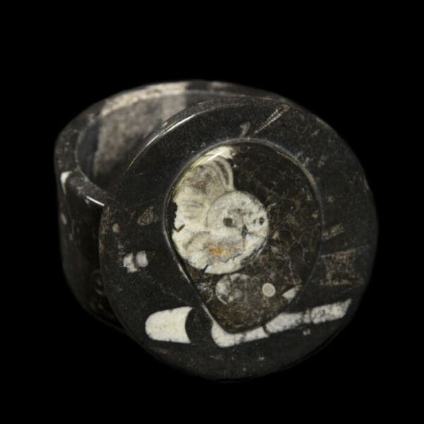 Round Orthoceras Trinket Box