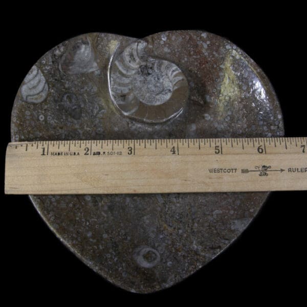 Brown Heart Shaped Ammonite and Orthoceras Dish