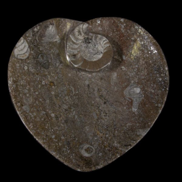Brown Heart Shaped Ammonite and Orthoceras Dish