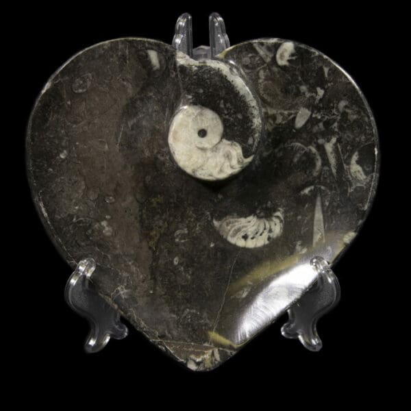 Black Heart Shaped Ammonite and Orthoceras Dish - Large