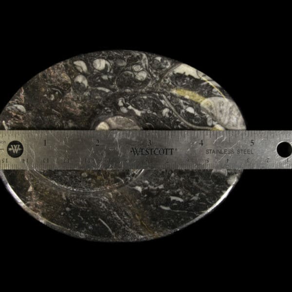 Black Ammonite and Orthoceras Oval Spiral Tray