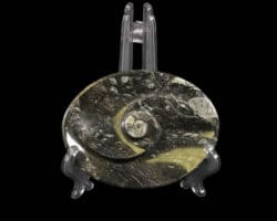 Black Ammonite and Orthoceras Oval Spiral Tray