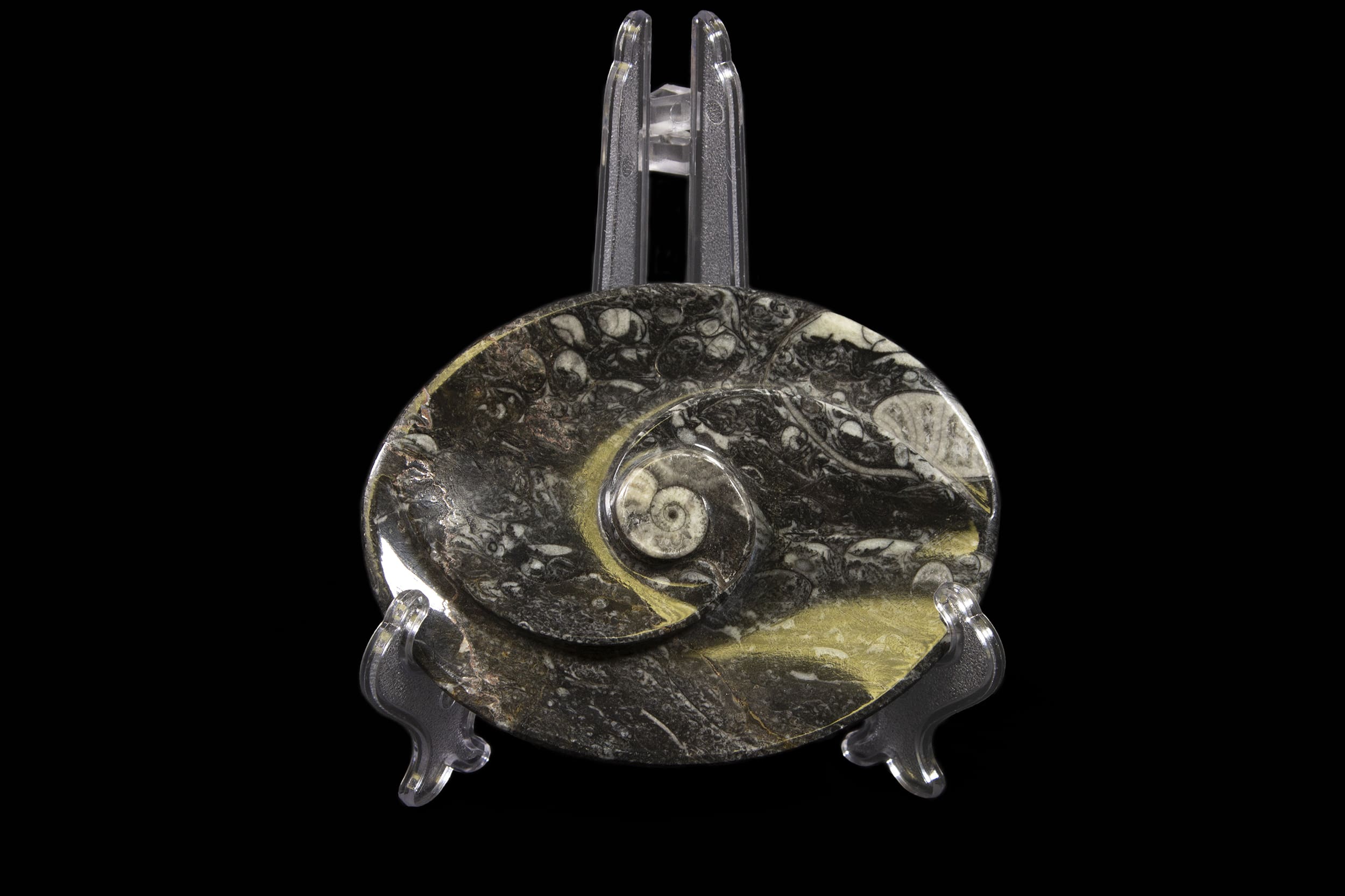 Black Ammonite and Orthoceras Oval Spiral Tray