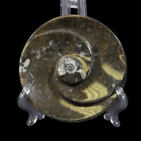 Ammonite and Orthoceras Round Spiral Tray