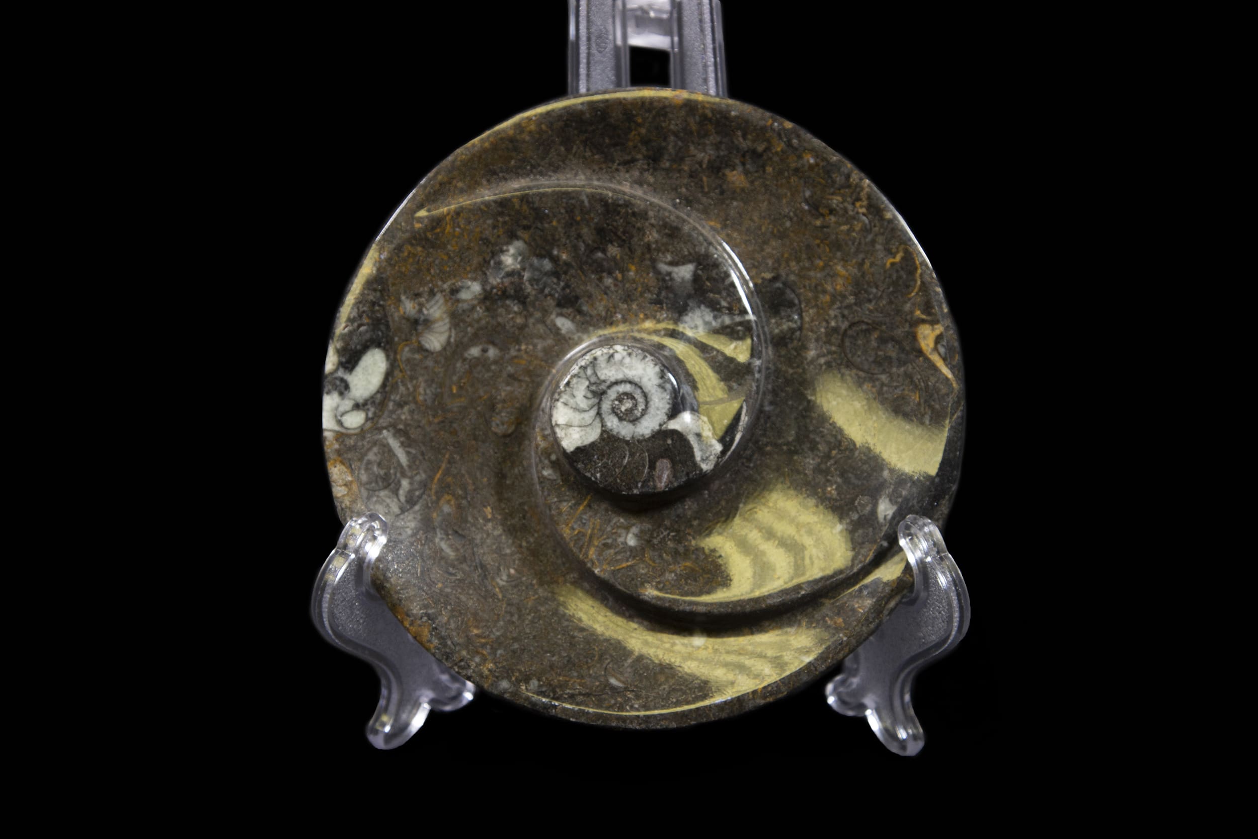 Ammonite and Orthoceras Round Spiral Tray