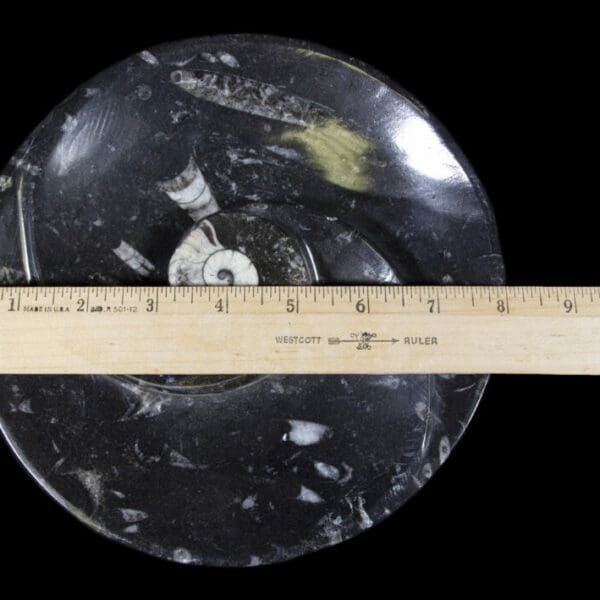 Black Ammonite and Orthoceras Round Spiral Dish