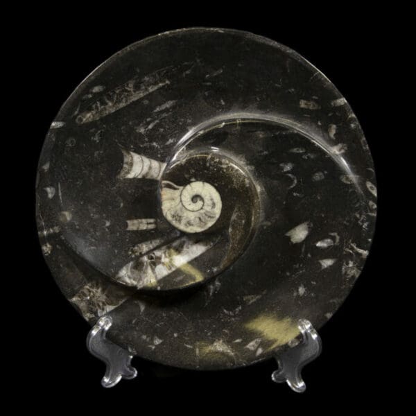 Black Ammonite and Orthoceras Round Spiral Dish