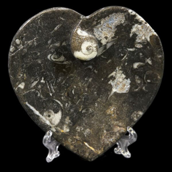 Black Heart Shaped Ammonite and Orthoceras Dish
