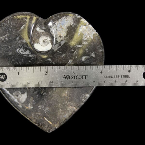 Black Heart Shaped Ammonite and Orthoceras Dish