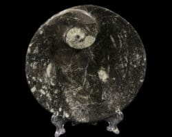 Black Ammonite and Orthoceras Round Tray