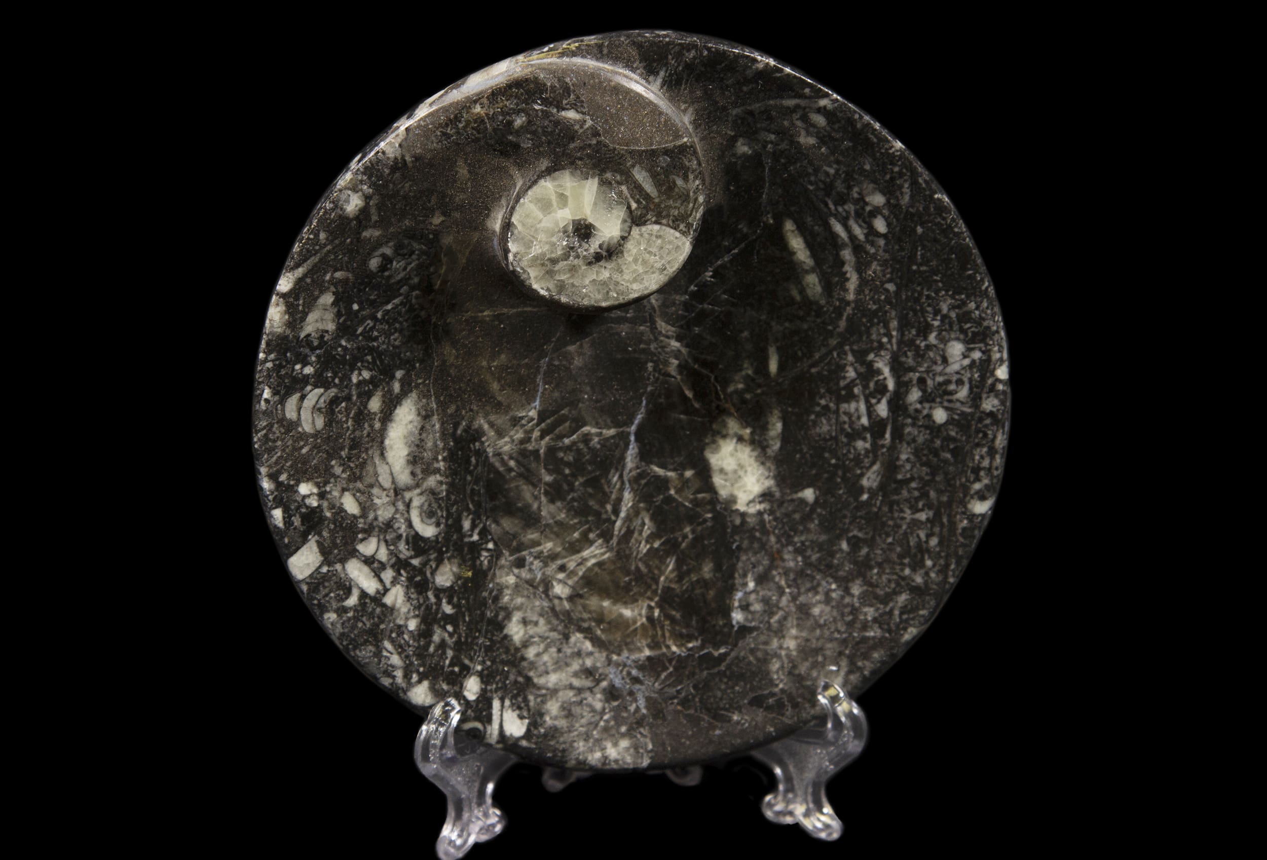 Black Ammonite and Orthoceras Round Tray