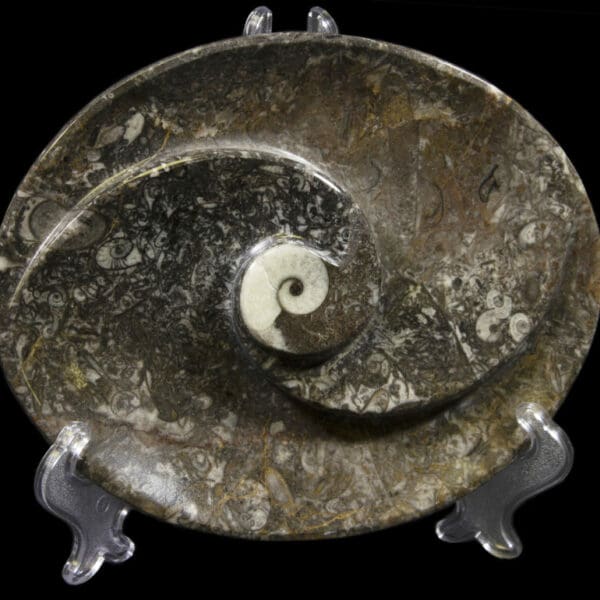 Ammonite and Orthoceras Oval Spiral Tray